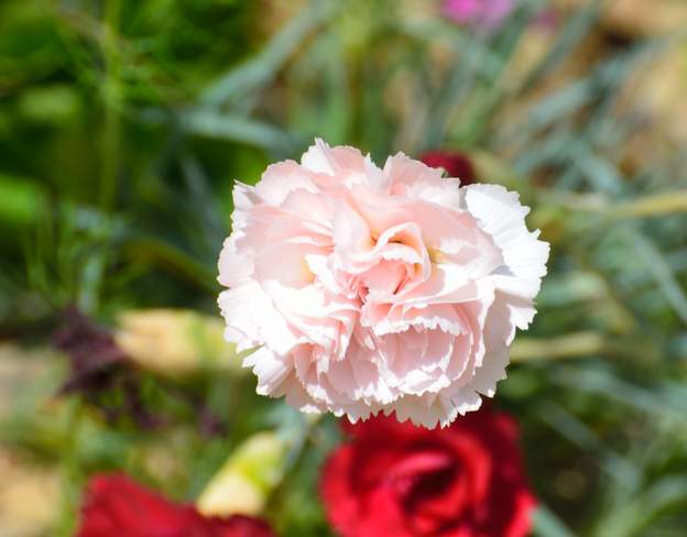 mignardise 'Whitecomb Fair' 2018 05