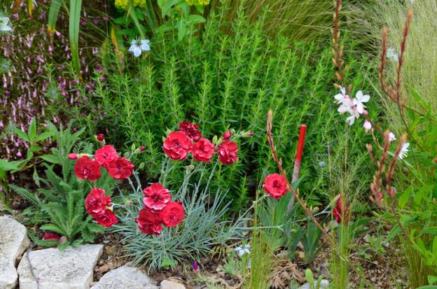 plumarius 'Houndspool Cheryl' 2019 05