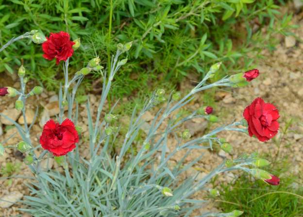 plumarius 'Houndspool Cheryl' Le premier des plumarius à fleurir vers mi mai