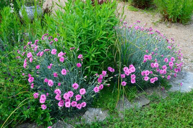 plumarius 'Moulin Rouge' 2018 05 Coeur rouge comme tous les plumarius, et bordure rouge autour de chaque pétale.