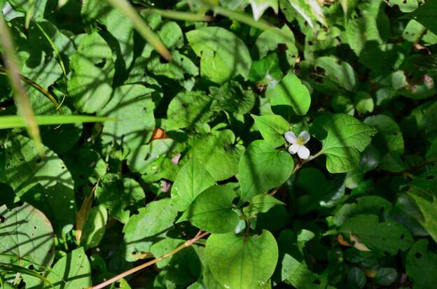 Houttuynia cordata 2025 06 le Poivre de Chine . On l'a depuis au moins 20 ans, il est très discret contre le mur nord-ouest. Comme c'est une plante qui demande un terrain frais, M. en a...