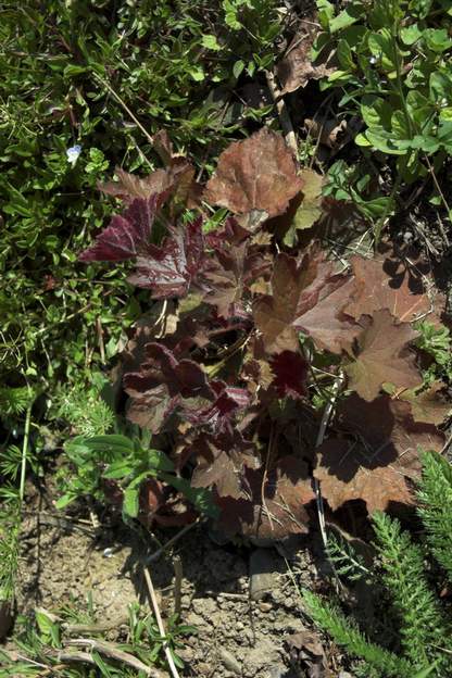 Brownies 2010 achetées en juin 2009, mise en terre mars 2010.