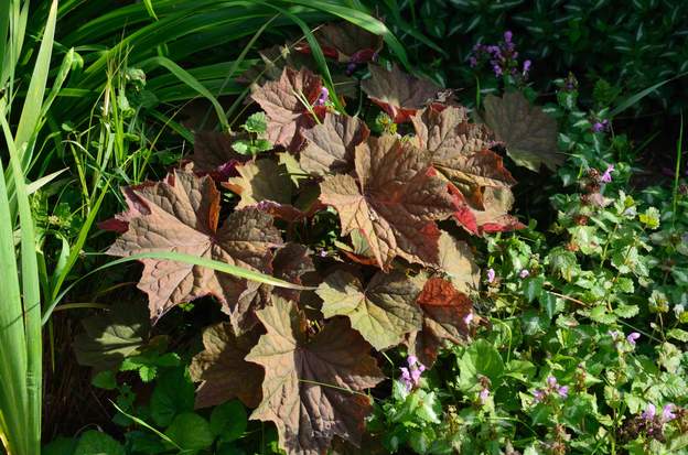 Brownies 2016 05 2016 : elle est vraiment très grosse, avec des feuilles de 20 cm de long !