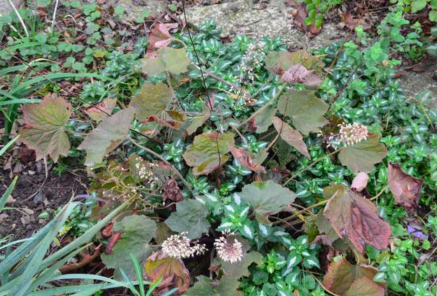 Brownies 2016 10 Elle fleurit fin octobre !