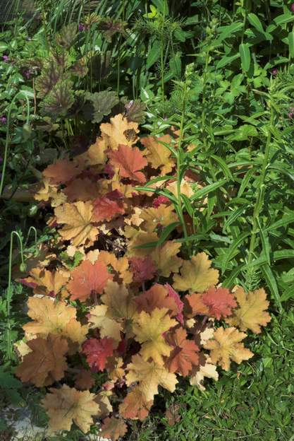 Caramel 2010 Très solide, plein soleil sans difficulté.