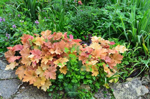 Caramel 2025 En 2016 elles ont toutes disparu, sans doute du à la sécheresse des hivers. Revenue quand même dans un coin plus ombré. Tr_s vigoureuse quand elle a de l'eau au...