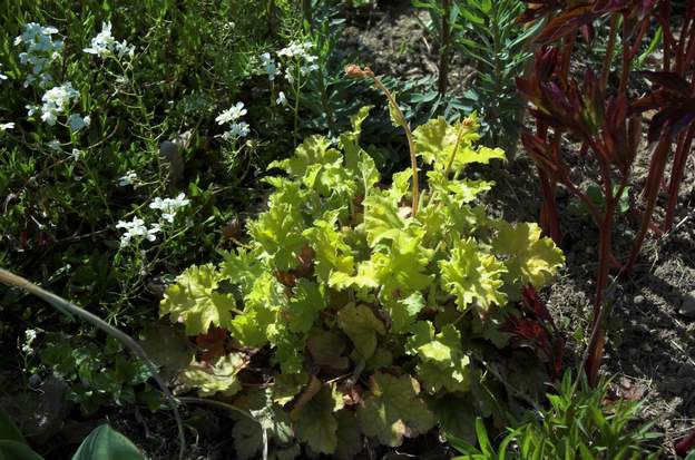 Citronelle oui, il n'y a qu'un 