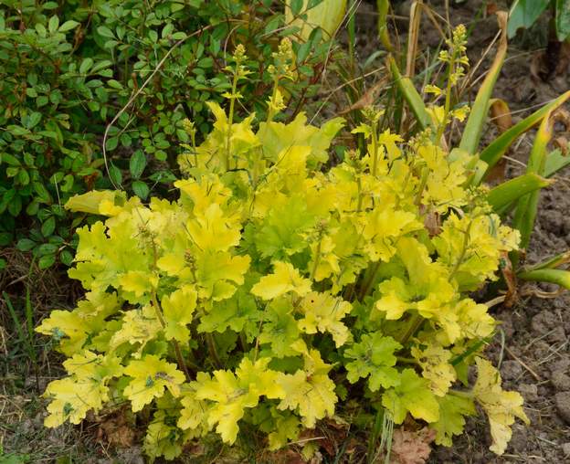 Citronelle 2018 replantée fin 2017. Parce qu'on l'aime bien, très rafraichissante.