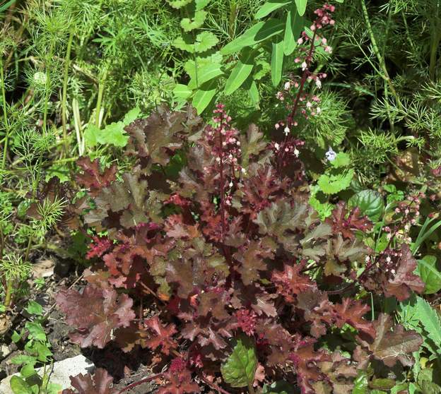 frosted violet 2008 Floraison en mai.