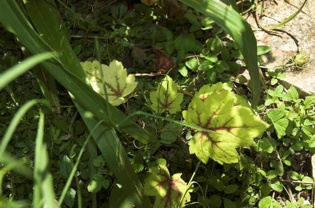 heucherella c'est de la même famille, mais pas tout à fait. Pas bien vigoureuse, deux feuilles depuis 3 ans. Disparue assez rapidement.