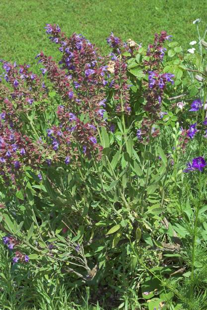 Salvia clypeolata (2)