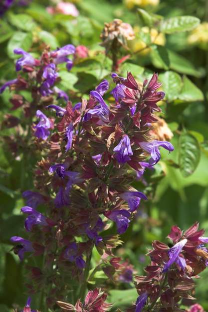 Salvia clypeolata (3)