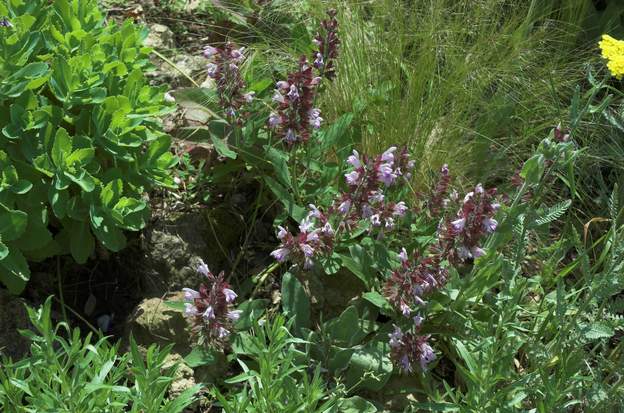 Salvia clypeolata rosea 0