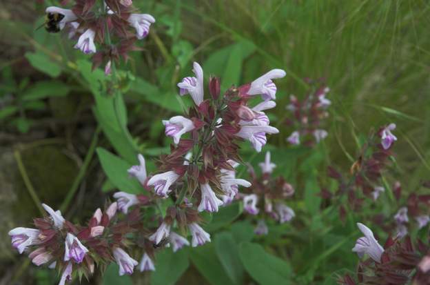 Salvia clypeolata rosea 1