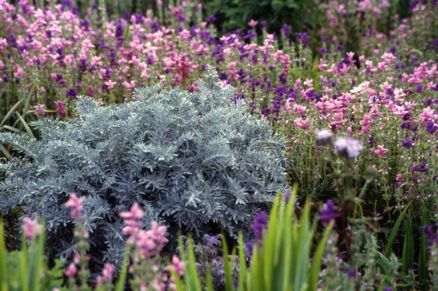 Salvia horminum Elle a disparu du jardin, car elle ne se ressème que si elle trouve une place pour, et comme toutes les sauges de ce type, elle n'aime pas trop la concurrence....