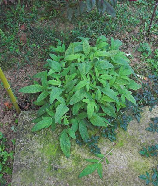 Salvia interrupta Une sauge aromatique, originaire du Maroc, dans les monts Atlas, et prospère à des altitudes de 400 à 500 mètres en sous bois et sol calcaire. Elle n'aime pas...