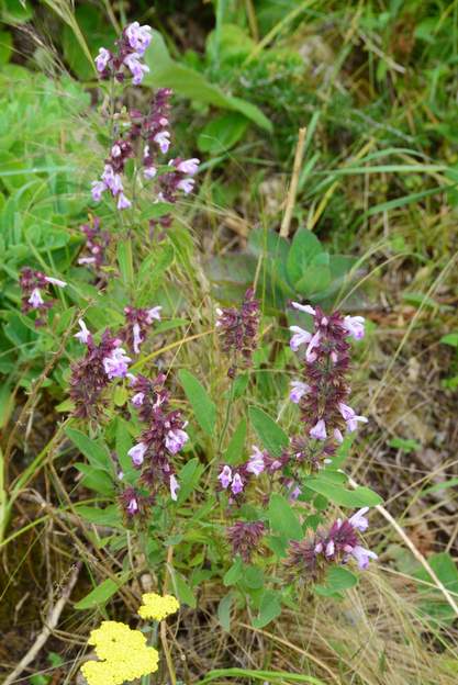 Salvia lavendulifolia 1 Feuilles étroites, très aromatiques. Plein soleil et sol drainé.