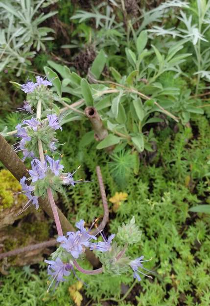 Salvia leucophylla 2023 05 Elle peut atteindre 2 mètres de haut ! Fleurs rose violacé au printemps (avril-mai). Origine Californie ou Mexique.