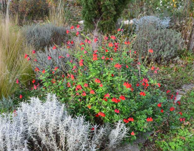 Salvia microphylla 2020 11 Toujour en fleur en novembre.