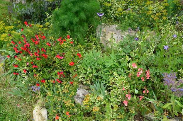 Salvia microphylla Rouge-rose 2019 04 Deux microphylla. Elles se plaisent.