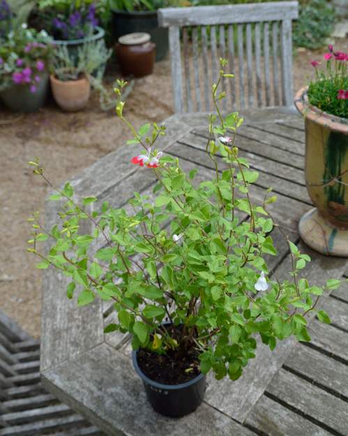 Salvia microphylla 'Hot Lips' 2019 07 Une nouvelle, qui devrait se plaire aussi.