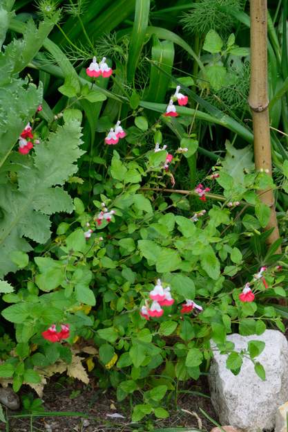 Salvia microphylla 'Hot Lips' 2020 05 Elle commence à fleurir en mai et dure tout l'été, quoique portant moins de fleurs quand il fait très chaud.
