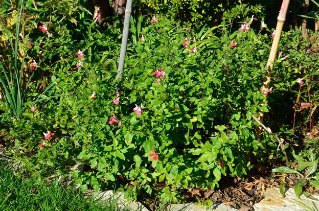 Salvia microphylla 'Hot Lips' 2020 11 Elle s'étend peu à peu…