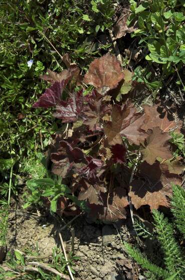 Heuchères Le désespoir du peintre . On ne va pas donner les noms botaniques, car peu importe, le nom du cultivar suffit largement....