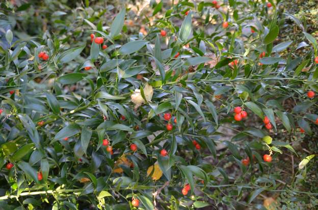 Danae racemosa 9990 fruit en novembre. En 2018, il a bien fleuri, snas doute aprce que nous avons beaucoup éclairci le massif.