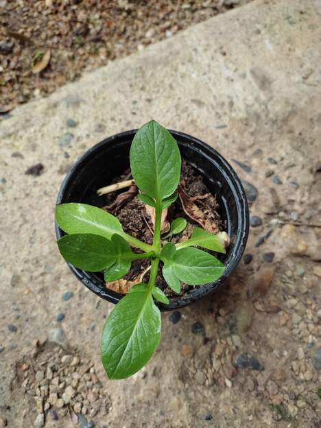 Valeriana Phu 2026 04 À la journée d'échange de Vallègue, quelqu'un nous a donné cette plante en nous disant qu'il l'avait depuis des années et des années, et qu'il ne savait pas son...