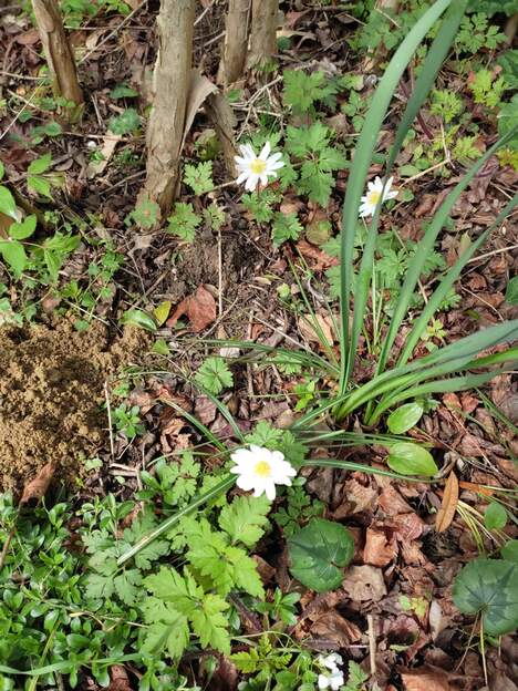blanda 'White Splendour' 2025 03 Comme lablanda normale semble beaucoup se plaire dans les allées abritées et un peu sèches de la plate-bande romantique, Martine a mis un cultivar blanc cet...