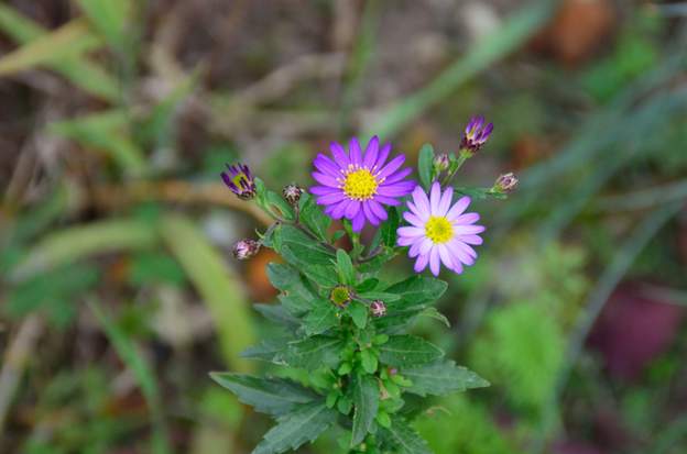 Aster ageratoides 'Murasaki' 2022 10