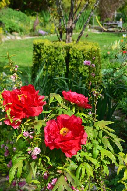 arbustive rouge 2025 Pour la première fois elle fait TROIS fleurs.