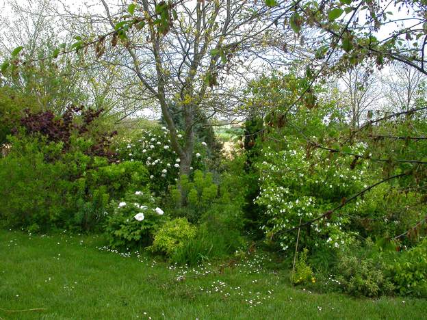 la cigogne 2005 La cigogne sur un champ de neige . Cette pivoine chinoise provient d'un producteur maintenant disparu. Après moultes recherches pour l'identifier, je suis sûr...