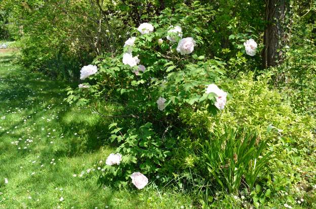 la cigogne 2015 La même dans sa forme complexe en 2015. Hauteur : 1m30 à peu près et autant de large, surtout vu le poids des fleurs !