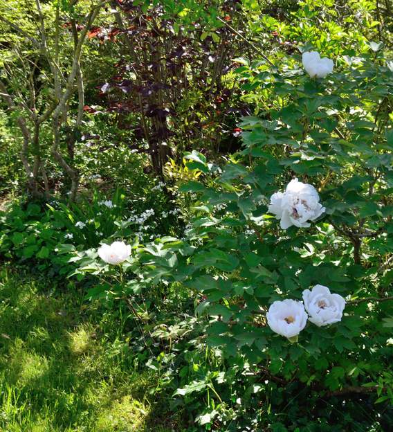 la cigogne 2018 Elle a un peu de mal à fleurir, trop d'ombre. Comme on a taillé les arbres au sud du massif, peut-être cela ira-t-il mieux l'année prochaine ?