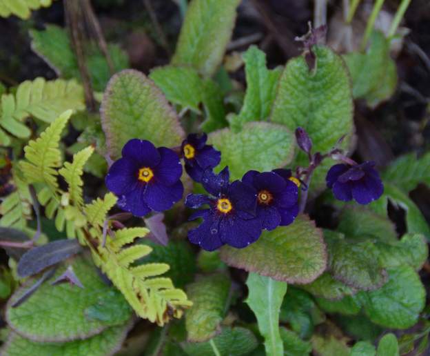Primula elatior 'Sylvita Blue'