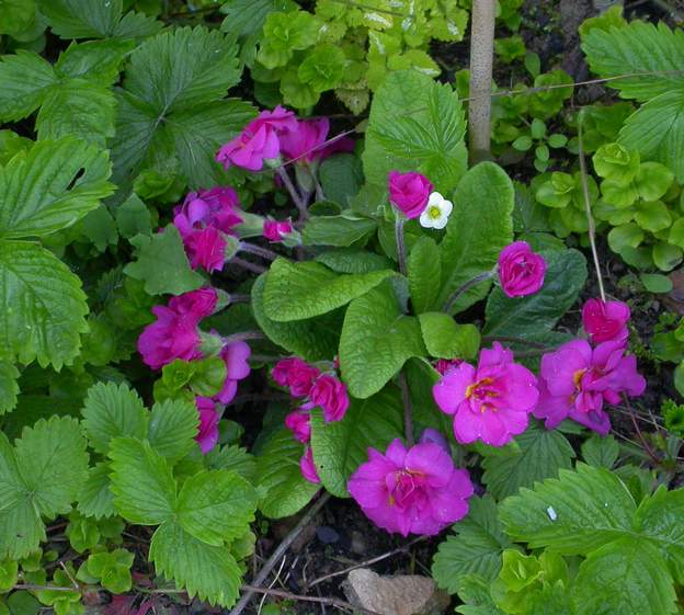Primula 'Liliane Harvey' 2005 04 Aussi connue sous le nom 'Rosea Gigas'