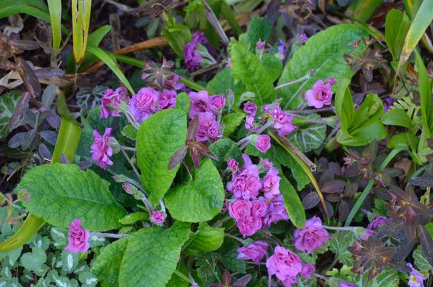 Primula 'Liliane Harvey' 2017 03
