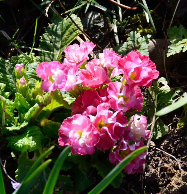Primula 'Liliane Harvey' 2021 02