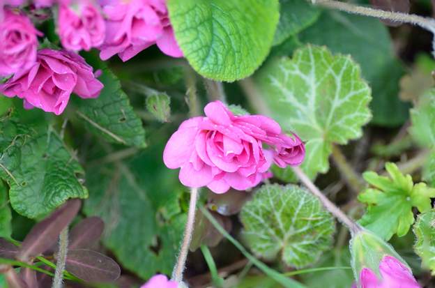 Fleur de Liliane Fleur de Liliane