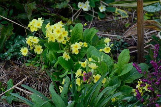 Primula veris 'Lemon' 2021