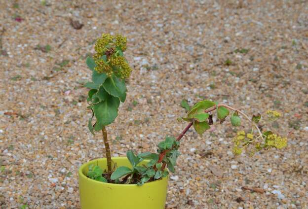 Sedum maximum 2025 09 Rapporté de Florac, plus exactement des Bondons.