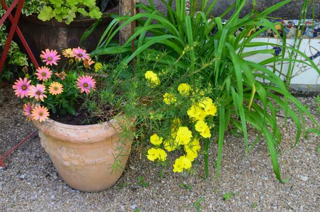 Calypholus serrulatus 2025 05 Vivace de soleil australienne. Quand elle sera acclimatée, Martine la déplacera en pleine terre.