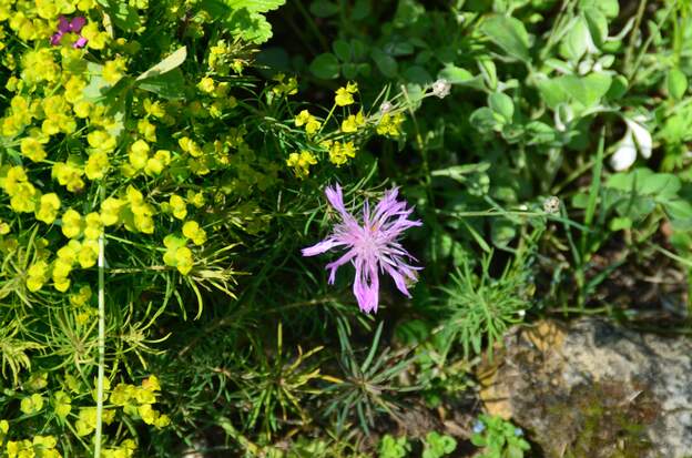 Centorea bella 2025 04