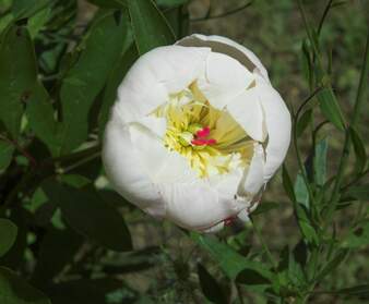 Pivoines En 2006, les pivoines herbacées n'arrivent plus à fleurir dans les plates-bandes où on les a mises. En fait, en 2014, il...