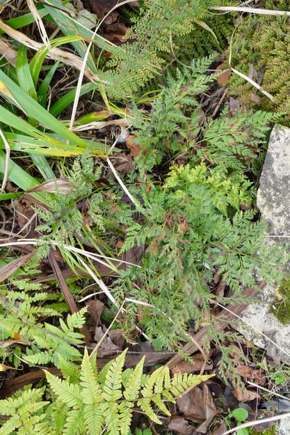 Asplenium adiantum-nigrum 2018 01 La Capillaire noire . Elle vient de la montagne noire, plantée en 2017.