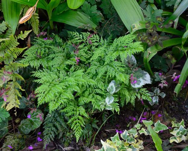 Asplenium adiantum-nigrum 2020 05