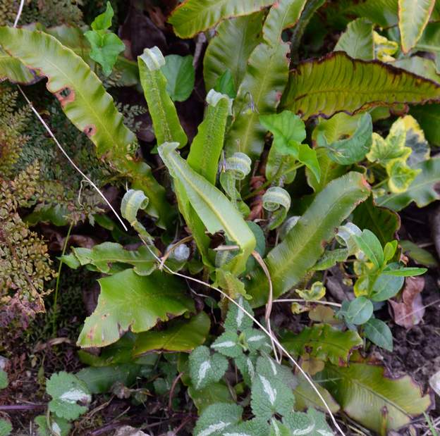 Asplenium scolopendrium 2019 04