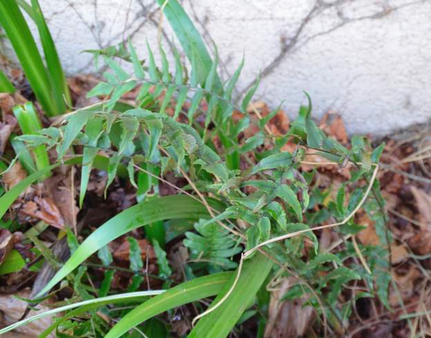 Cyrtomium fortunei 2015 11